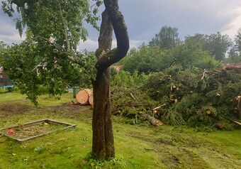 vegetation clearance southampton