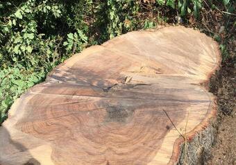 imageedit_4_3486018519